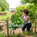 5 Community Gardens in Orange County, CA to Promote Healthy Living Habits